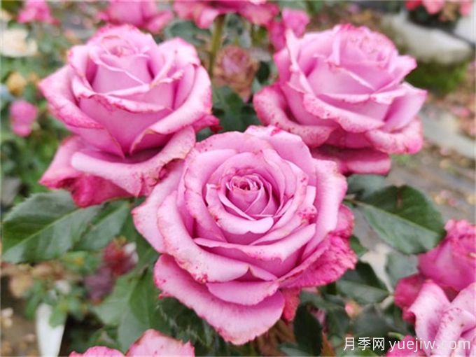 花店必備80種玫瑰花，開始認(rèn)識多色切花月季(圖8)