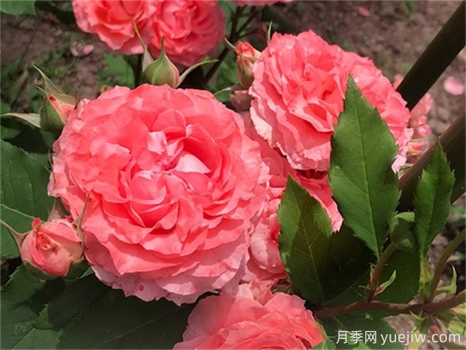 花店必備80種玫瑰花，開始認(rèn)識多色切花月季(圖9)