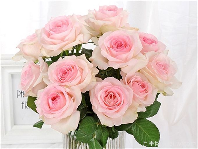 花店必備80種玫瑰花，開始認(rèn)識多色切花月季(圖10)