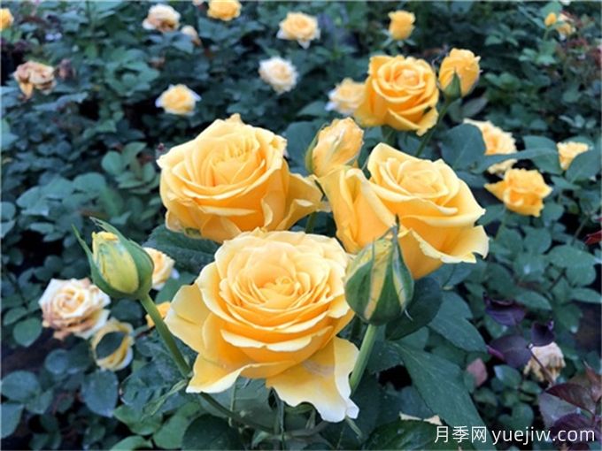花店必備80種玫瑰花，開始認(rèn)識多色切花月季(圖12)