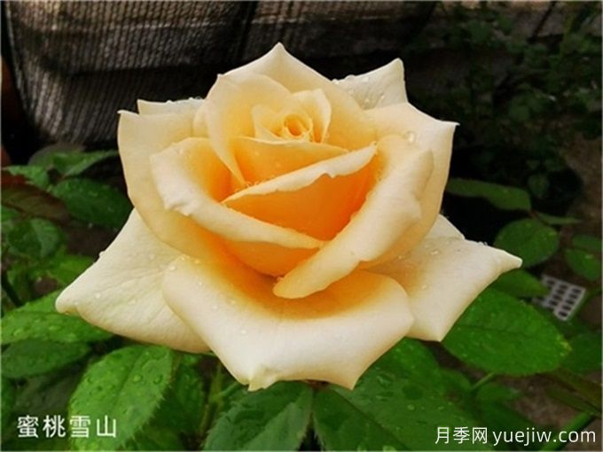花店必備80種玫瑰花，開始認(rèn)識多色切花月季(圖13)