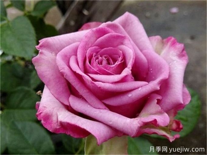 花店必備80種玫瑰花，開始認(rèn)識多色切花月季(圖17)