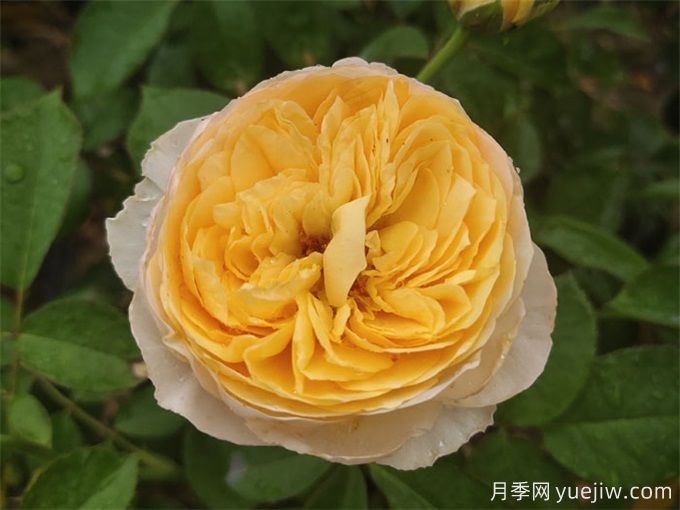 花店必備80種玫瑰花，開始認(rèn)識多色切花月季(圖14)