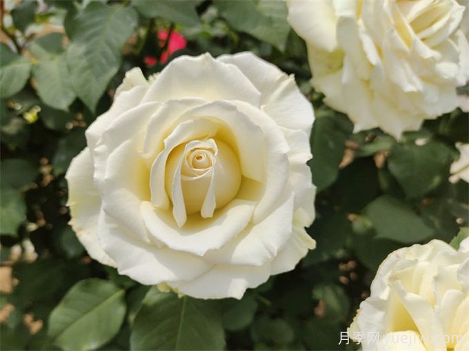 花店必備80種玫瑰花，開始認(rèn)識多色切花月季(圖19)