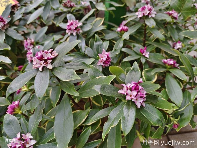 盤點(diǎn)10個(gè)具有濃烈花香的植物，芳香四季(圖2)