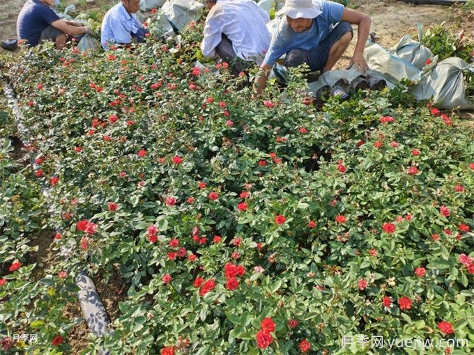 秋分將至，苗木栽植技巧(圖1)