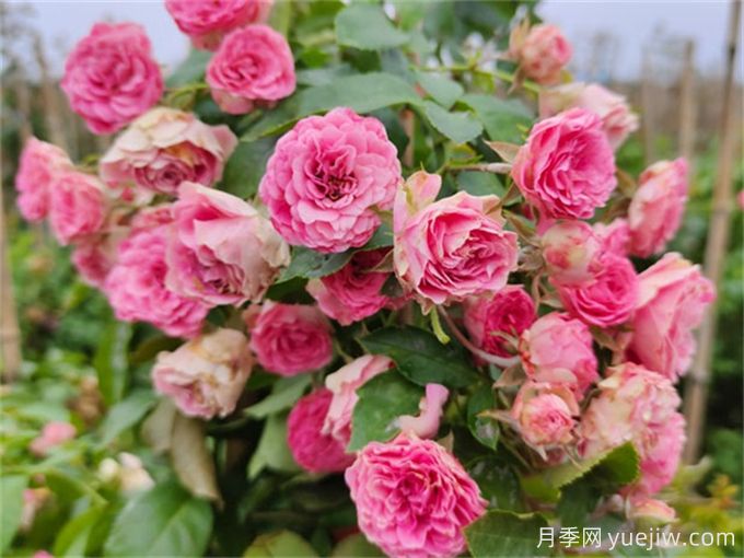 爬藤能力強(qiáng)的四種月季，長(zhǎng)勢(shì)快花量大(圖3)