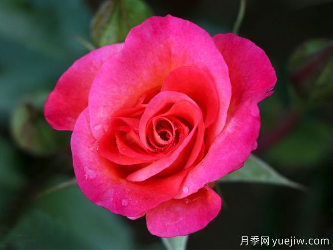 童話(huà)月季(圖2)