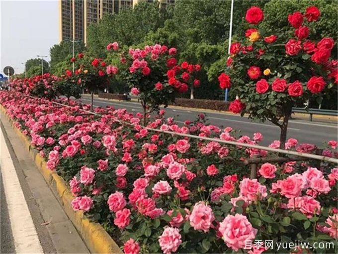 主干路兩側(cè)的樹木該如何修剪(圖1)