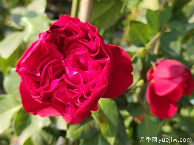 紅色龍沙寶石月季，耐熱抗病的藤本月季(圖1)