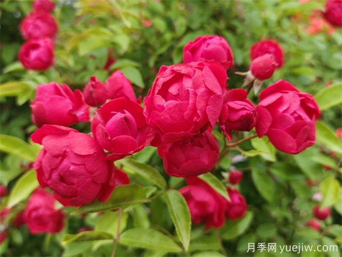 10種以香為名的花，香氣特別(圖1)