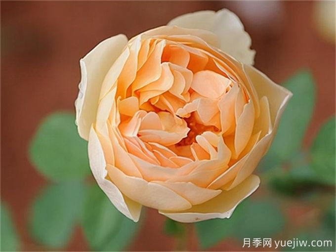 盤點(diǎn)10個(gè)***香的月季花品種(圖4)