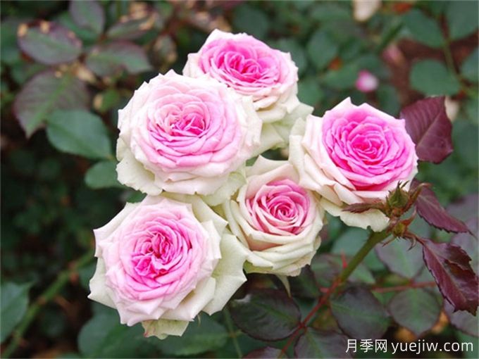 單朵花期超長的6種月季，一朵開30天(圖2)