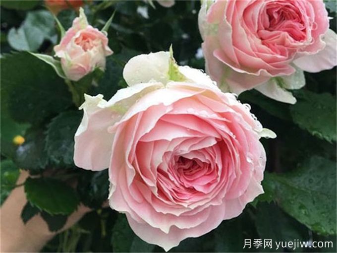 單朵花期超長的6種月季，一朵開30天(圖3)