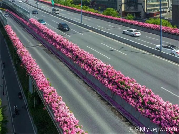 浙江杭州人的專屬浪漫，2024高架月季10月迎來盛花期(圖1)