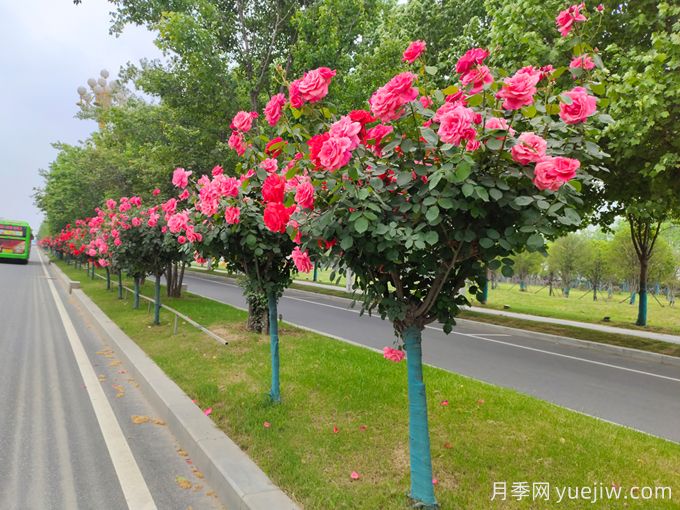 南陽(yáng)安靜：讓南陽(yáng)月季走出苗圃，扮靚世界(圖3)