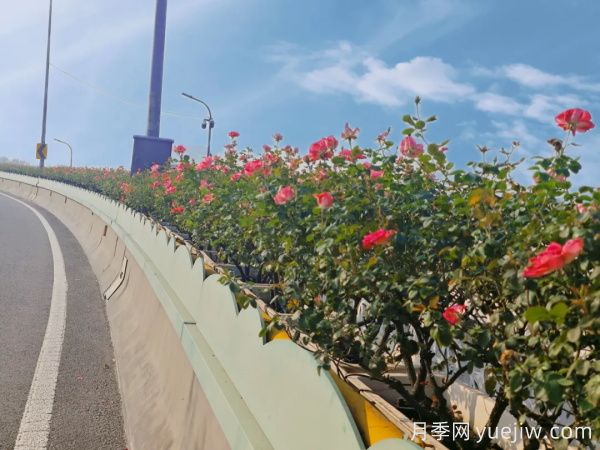 嘉興月季：萬(wàn)千月季扮靚南湖橋梁！(圖2)