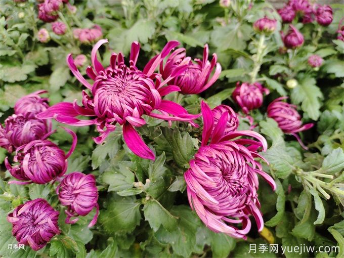 十一月開(kāi)花的花有哪些？(圖1)