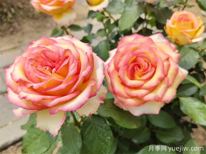 兩廣福建地區(qū)種植月季有什么要注意！(圖2)