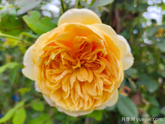 黃金慶典月季，分枝多花量大，香氣濃郁花期長(圖1)