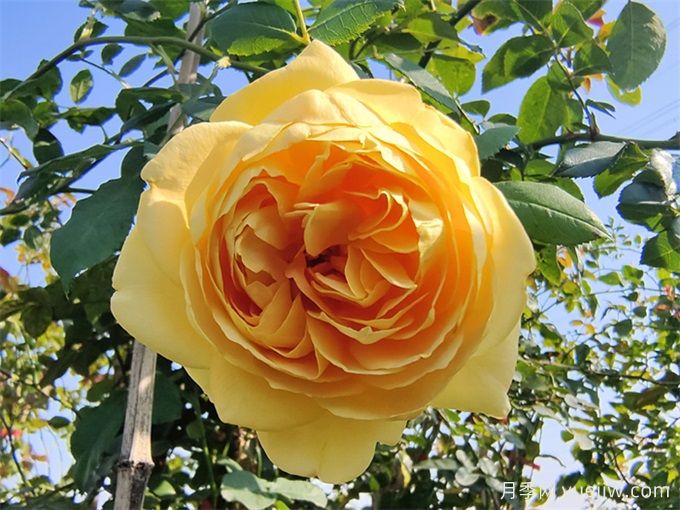 黃金慶典月季，分枝多花量大，香氣濃郁花期長(圖3)