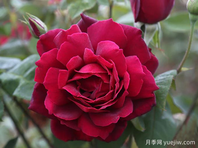 俄克拉荷馬月季，紅寶石玫瑰閃耀在你的花園(圖1)