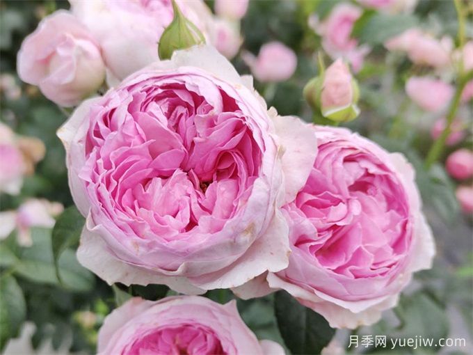 月季花前、花期、花后的施肥辦法(圖1)