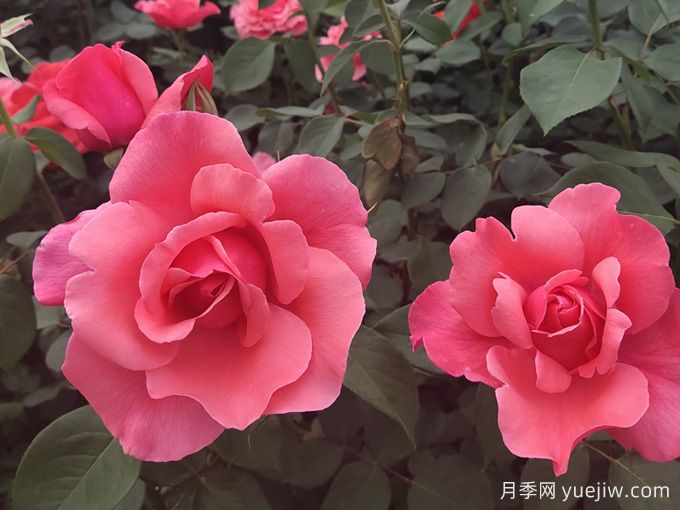 南寧市南湖公園開展園藝萬花筒之與月季約"繪"吧科普活動(圖1)