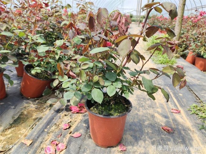 花盆越大越好？為什么地栽的植物長得好？(圖1)