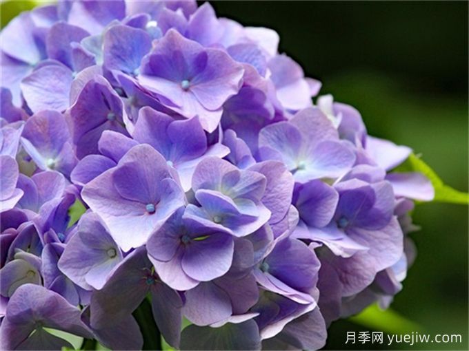 繡球花花語和寓意是什么？冬天怎么養(yǎng)好繡球(圖1)