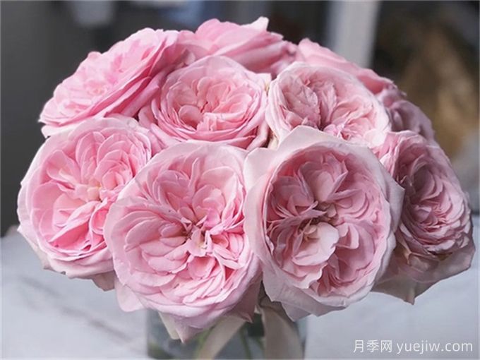 有香味的玫瑰花有哪些品種？(圖1)