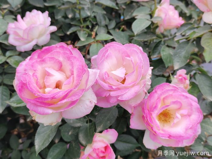 薔薇、玫瑰與月季：你真的能分清它們嗎？(圖1)