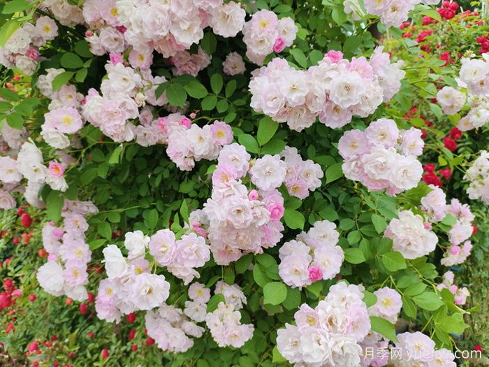 薔薇、玫瑰與月季：你真的能分清它們嗎？(圖2)