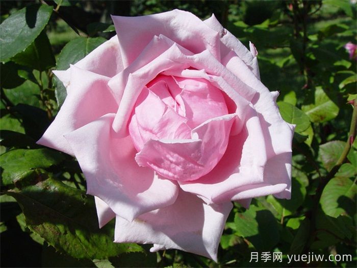 法蘭西月季(France)，世界**個(gè)雜交茶香現(xiàn)代月季(圖1)