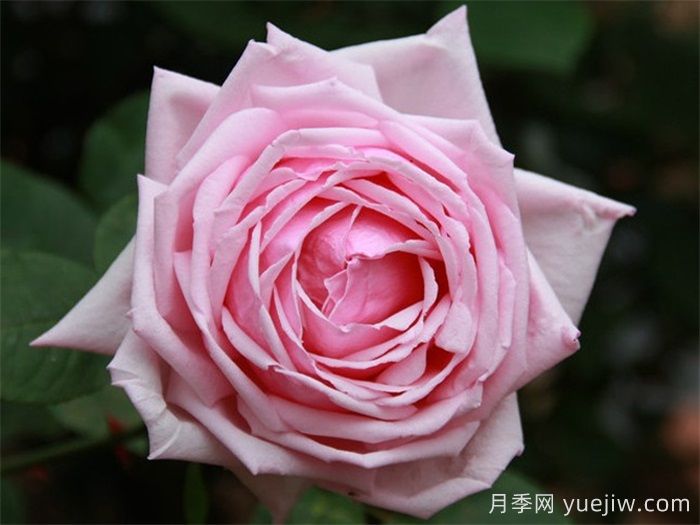 法蘭西月季(France)，世界**個(gè)雜交茶香現(xiàn)代月季(圖2)