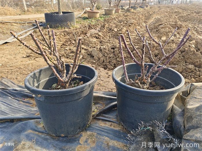 月季花冬季施肥和修剪可以同時(shí)進(jìn)行嗎？(圖1)