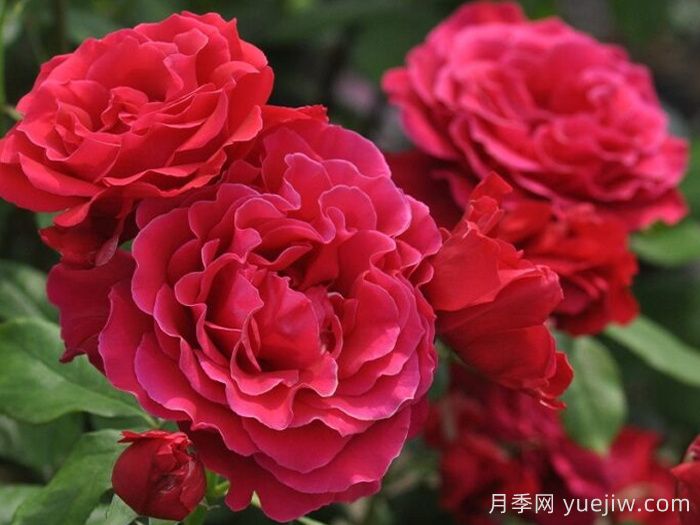  河本純子的天使系列月季到底一共有幾種？(圖2)