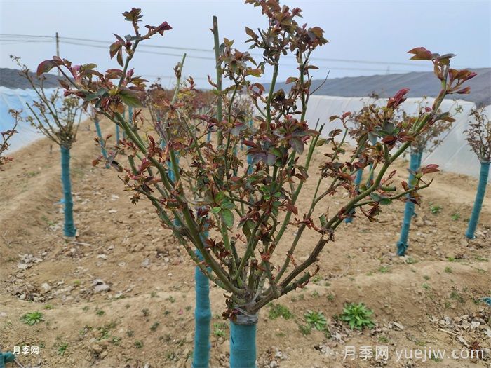 月季春季修剪抹芽，滿樹花開爆花枝頭(圖1)
