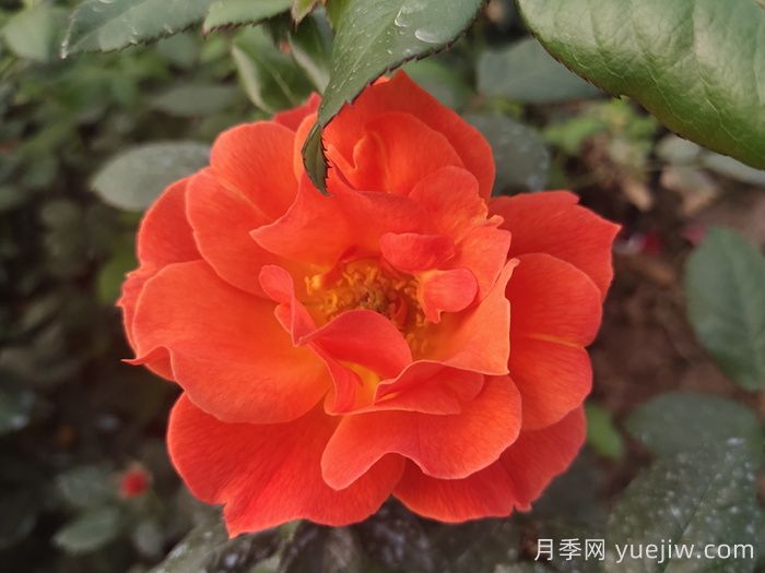 春季有什么適合景區(qū)綠化的月季苗品種？(圖4)