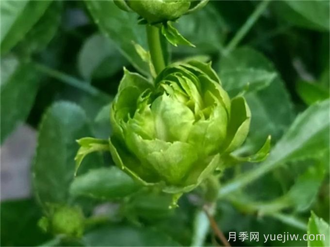 綠色月季推薦，結(jié)綠珍月季(圖1)