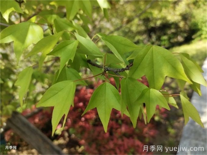 如何分辨三角楓、五角楓、元寶楓、雞爪槭，有圖片(圖1)