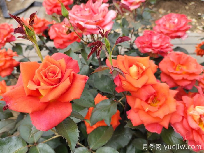 月季真的是藥罐子嗎？如何不噴藥養(yǎng)好月季？(圖1)