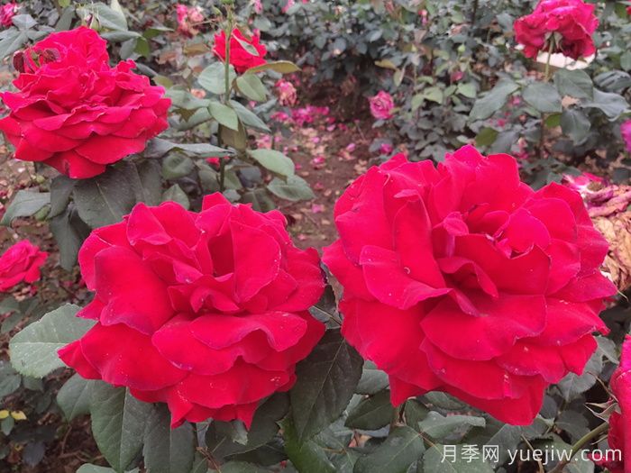 月季真的是藥罐子嗎？如何不噴藥養(yǎng)好月季？(圖3)