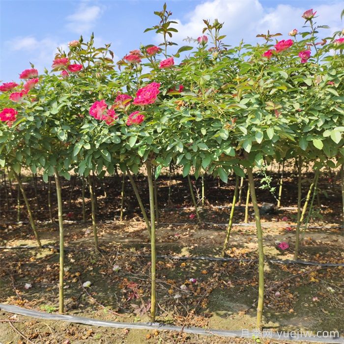 花木種植戶如何轉(zhuǎn)型做家庭園藝？(圖2)
