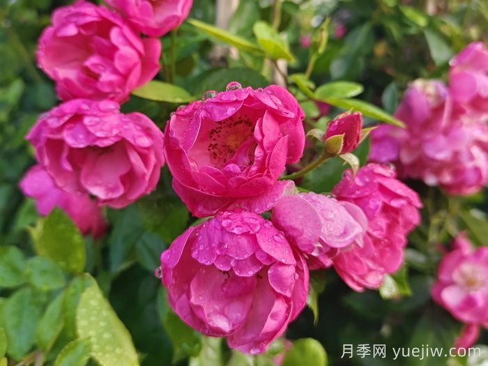 月季文化：花中皇后，愛的使者(圖1)