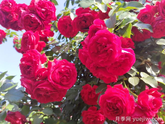 月季文化：花中皇后，愛的使者(圖2)