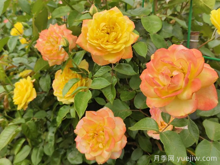 月季文化：花中皇后，愛的使者(圖4)