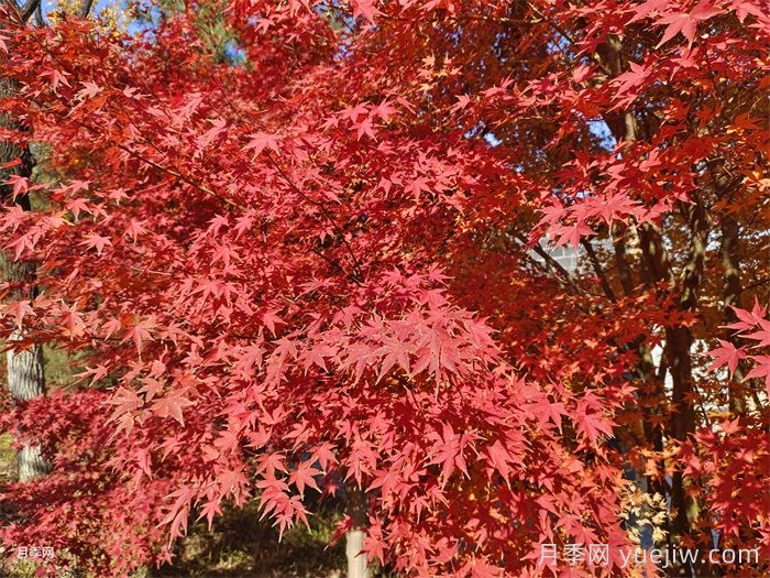 適合家庭庭院的常見樹種(圖1)
