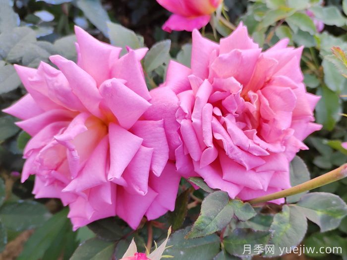 月季花施肥如何延長觀賞期？(圖1)