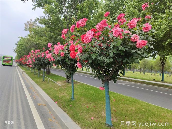 南陽叫響“世界月季名城”品牌，推進(jìn)月季種植增植(圖1)